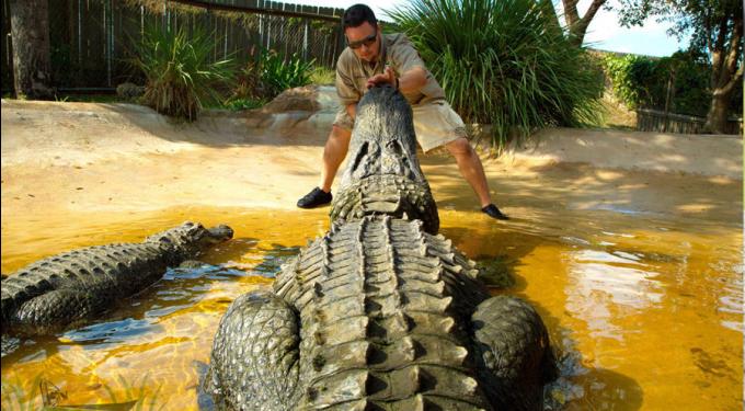 Sawgrass Mills Giant Alligator, Friendly greeter to one of …