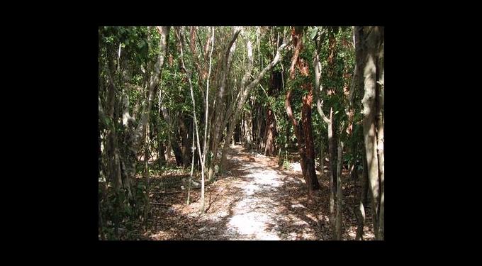 Windley Key Fossil Reef Geological State Park | South Florida Finds