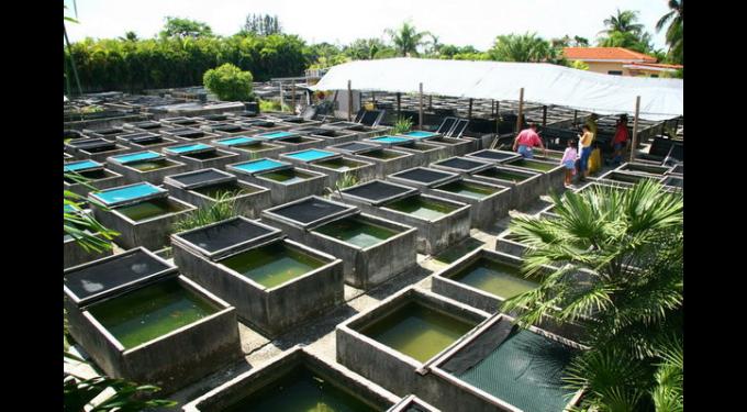 tropical fish hatchery